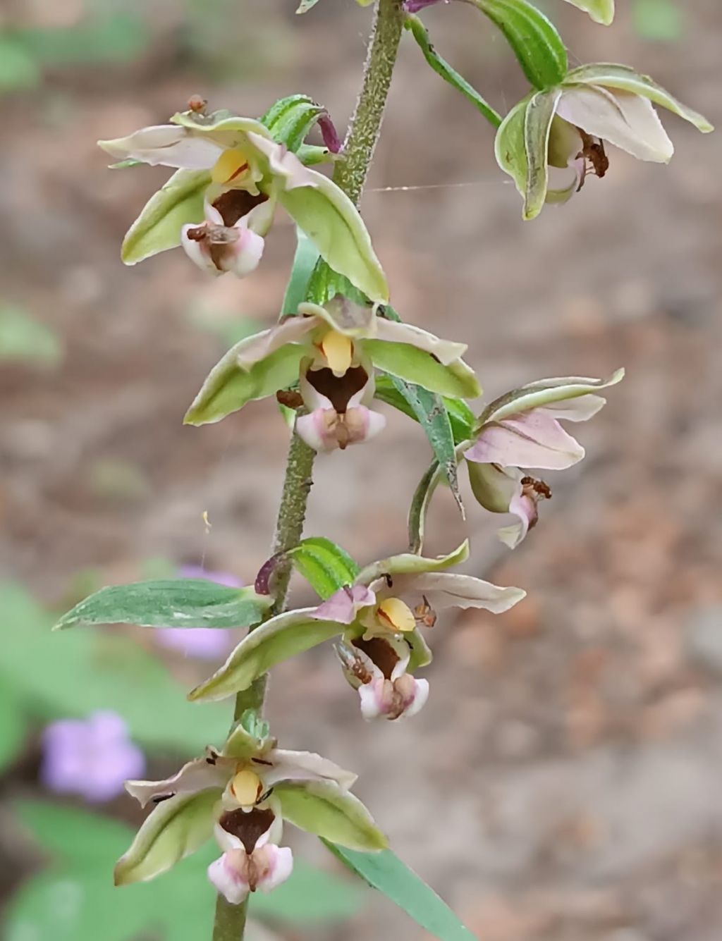 Epipactis helleborine